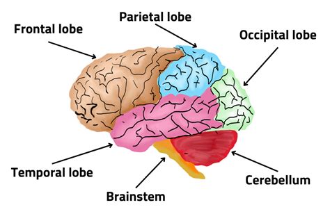 How Your Brain Works: A Deep Dive Into Mental Mechanics