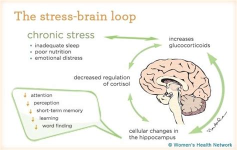 how can chronic stress affect the brain's function