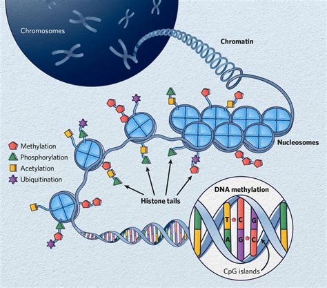 How Can Epigenetic Changes Be Inherited