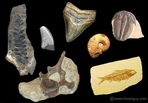 How Can Fossils Be Found