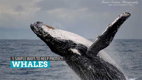 how can i help protect humpback whales