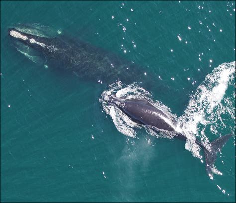 how can i help protect right whales