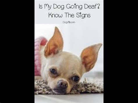 how can i tell if my puppy is deaf