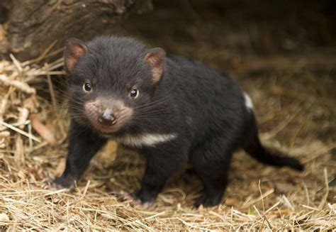 how can we help tasmanian devils survive