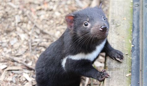 how can we save the tasmanian devil