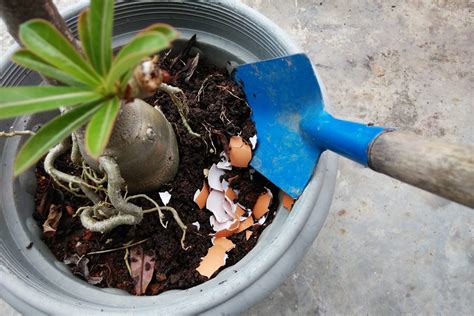 How Can You Use Eggshells In Your Garden