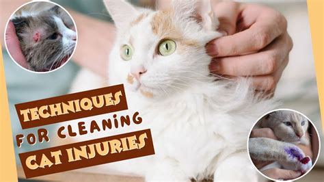 How Clean Cat Wound