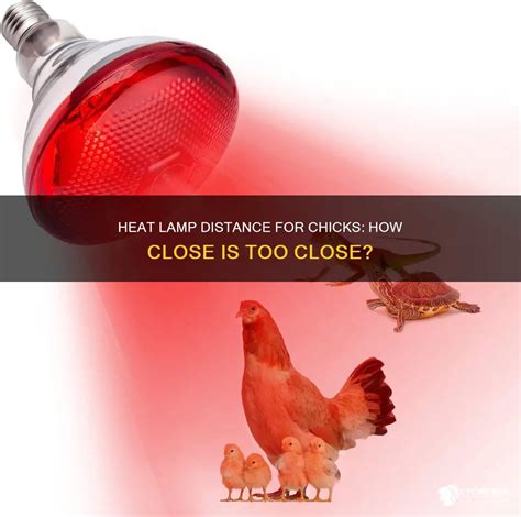 How Close Heat Lamp Chicks