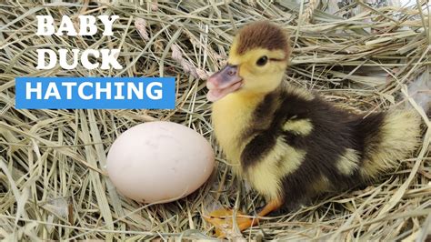 How Cold Can A Duck Egg Get And Still Hatch