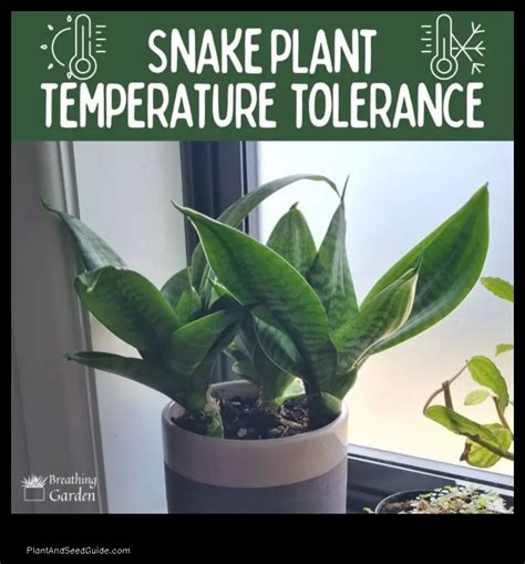 how cold can a snake plant tolerate