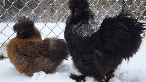 How Cold Can Silkies Handle
