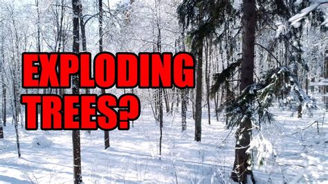 How Cold Does It Have To Be For Trees To Explode