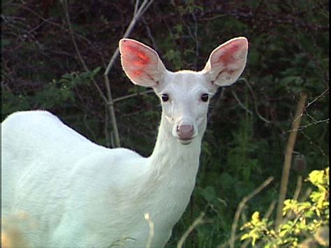 How Common Are White Deer