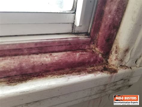 How Common Is Pink Mold