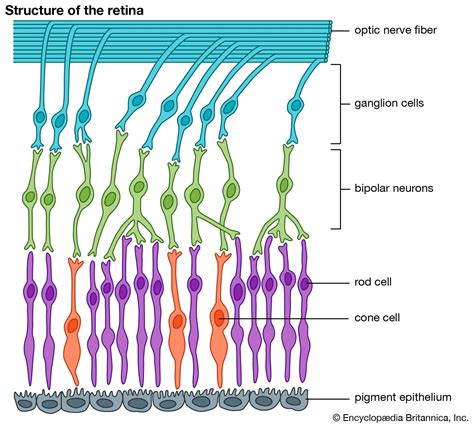 How Cones And Rods Are Distributed In Retina