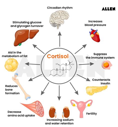 Unlocking Stress: Understanding How Cortisol Works in Your Body