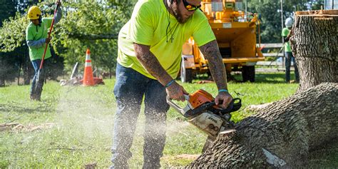 How Cutting Down Trees Can Help The Environment Igcse English Mark Scheme