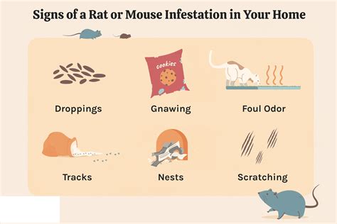 how dangerous are rats in your house