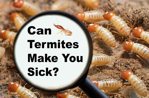 how dangerous are termites