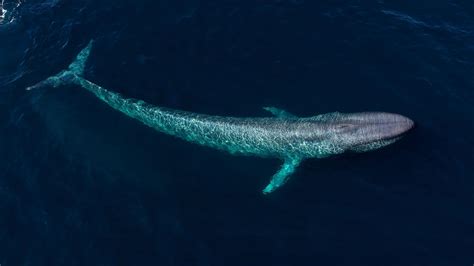 how dangerous is a blue whale