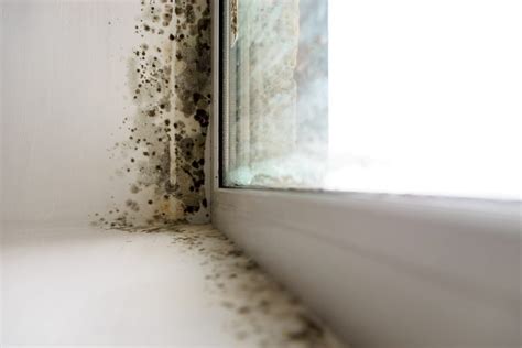how dangerous is mold in your apartment