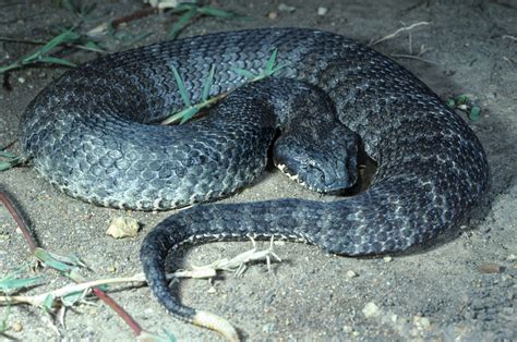 How Deadly Is A Death Adder