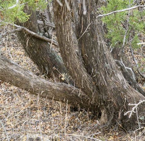 How Deep Are Juniper Tree Roots