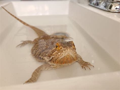 How Deep Bearded Dragon Bath