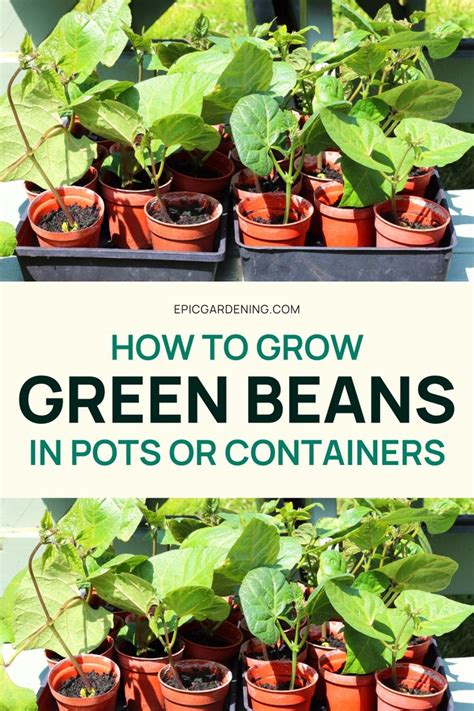 How Deep Container For Green Beans