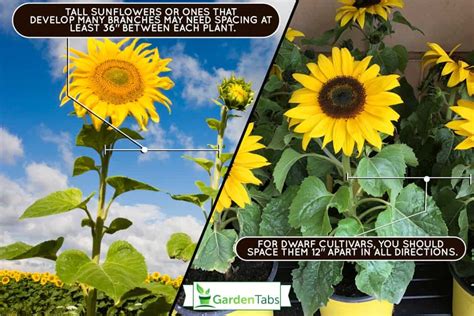 How Deep Should Sunflowers Be Planted