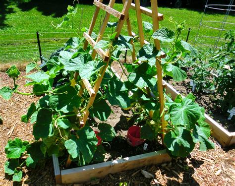 How Deep To Plant Cucumbers In Containers