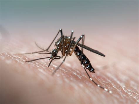 how dengue mosquito look like
