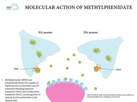 Unlocking Focus: How Dexmethylphenidate Works to Improve Concentration