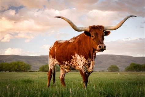 how did cattle originally get to texas