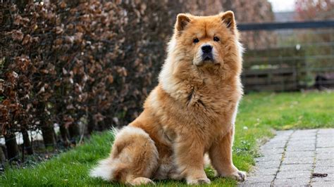 how did chow chow get it's name