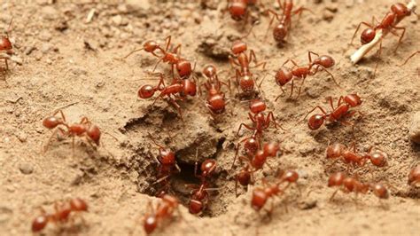 how did fire ants become invasive