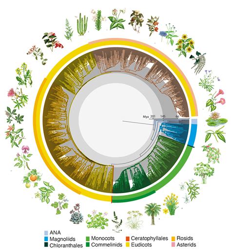 How Did Flowering Plants Evolve