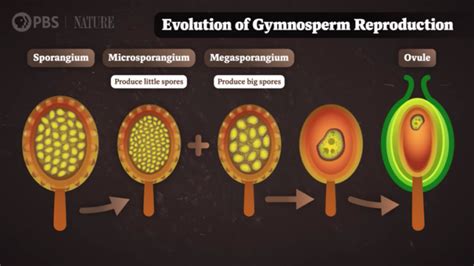 How Did Flowers Exist