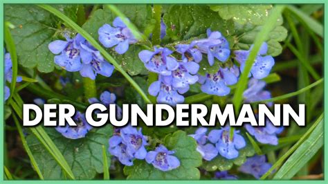 how did gundermann die