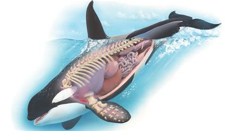how did killer whales get their name