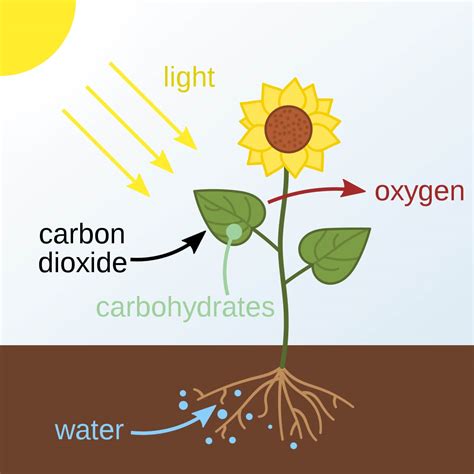 How Did Plants Develop Photosynthesis