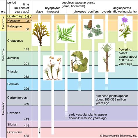 How Did Plants Evolve