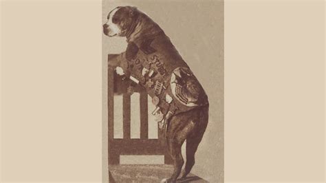 how did sergeant stubby die