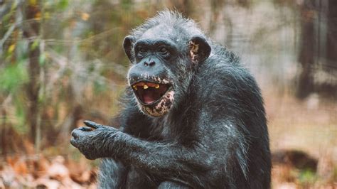 how did travis the chimp die