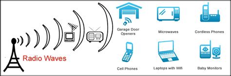 How Do Animals Use Radio Waves