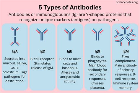 How Do Antibodies Function