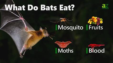 How Do Bats Die