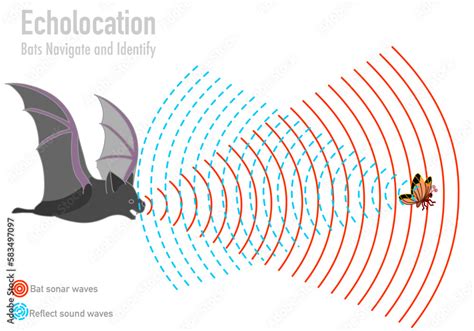 How Do Bats Use Echolocation