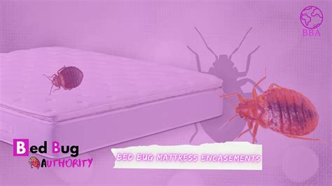 How Do Bed Bug Encasements Work