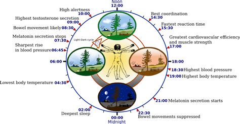 How Do Biological Clocks Work